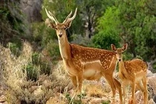 گام بلند برای احیای نسل گوزن زرد ایرانی؛ عملیات اجرایی در منطقه شکار ممنوع روشن‌کوه فارس آغاز شد