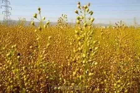 خیز بلند تعاون روستایی برای خودکفایی در تولید روغن: خرید ۸۰ هزار تن دانه‌های روغنی از کشاورزان