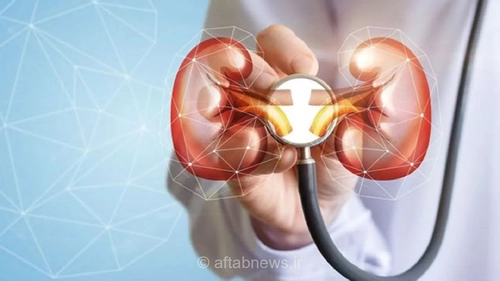 معرفی مواد غذایی مفید برای حفظ سلامت کلیه‌ها و کاهش فشار بر این اندام حیاتی