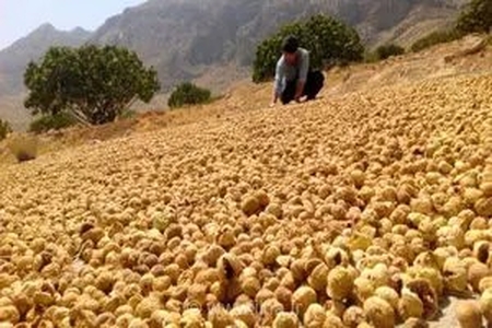 درخشش انجیر فارس در بازارهای جهانی؛ ۸۰ درصد محصول استراتژیک استان به چین و اروپا صادر می‌شود