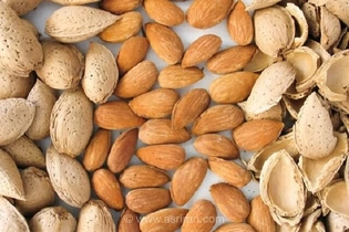 خوراکی محبوب با ارزش تغذیه‌ای بالا و اهمیت کشاورزی
