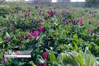 رشد چشمگیر ۸۵ درصدی کشت گیاهان دارویی در سیستان و بلوچستان