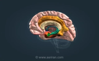 چرا مغز انسان به بوی تجزیه بدن واکنش نشان می دهد؟