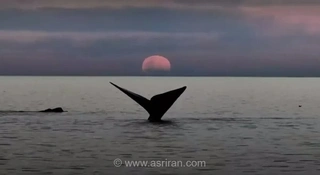 نمای خیره‌کننده ماه خونین و نهنگ در پورتو مادرین آرژانتین