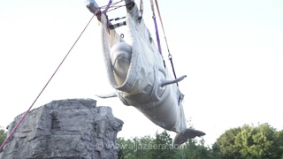 ورود والروس‌ها و دلفین‌های نجات‌یافته از مارینلند کانادا به اسپانیا