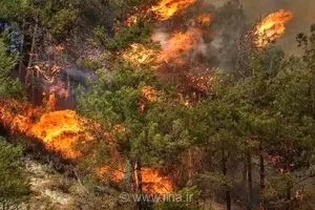 آتش‌سوزی گسترده در اراضی طرق مشهد؛ ۶۰ اصله درخت و یک هکتار پوشش گیاهی در کام حریق سوخت