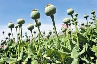ستاد مبارزه با مواد مخدر: هیچ بحثی درباره کشت خشخاش در دستور کار نیست