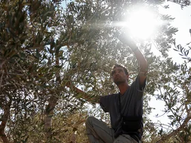 تجاوزات مستوطنين إسرائيليين على زيتون الفلسطينيين وتقاليد حصاده