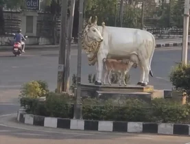 گوساله، مجسمه گاو را مادرش پنداشت!