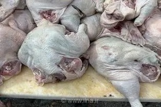 کشف ۱۰ تن گوشت مرغ فاسد در آذربایجان شرقی؛ پلمب واحد متخلف توسط تعزیرات حکومتی