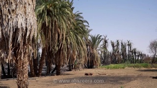 تهدید نخل‌های خرما در سودان به دلیل خشکسالی و آتش‌سوزی