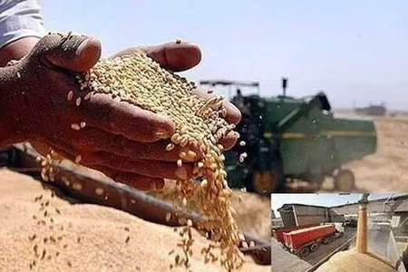 خرید 100 هزار میلیارد ریالی گندم از کشاورزان استان مرکزی