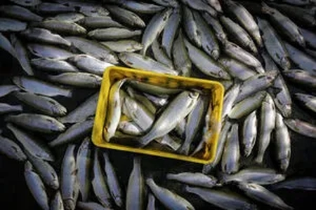 ماهی و کاهش خطر مرگ و میر