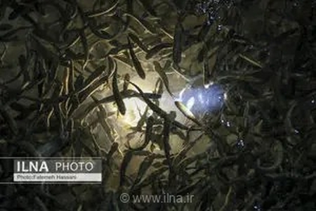 تأمین بیش از ۲۲۳ هزار قطعه تخم چشم‌زده در قزوین