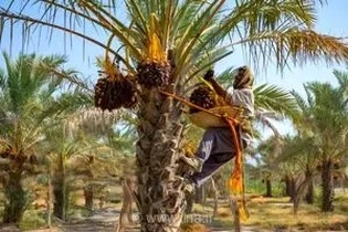 ثبت رویداد برداشت خرمای «مخ‌برون» بوشهر در سامانه رویدادهای گردشگری کشور