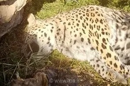مرگ پلنگ ایرانی در نایین؛ بررسی‌ها نشانه‌ای از شکار یا مسمومیت نیافت