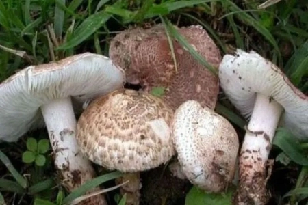 مسمومیت با قارچ سمی سه عضو یک خانواده در پیرانشهر