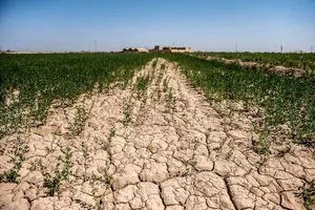 خبر خوش برای کشاورزان؛ آغاز بیمه رایگان ۱۷ محصول استراتژیک کشاورزی با حمایت صددرصدی دولت از مهرماه
