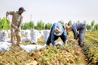 یک‌سوم از محصولات کشاورزی ایران در مراحل تولید و توزیع از بین می‌رود