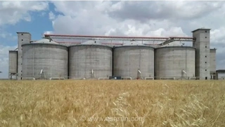 پرداخت ۱۰۰ همت از مطالبات گندمکاران در هفته آینده؛ تعیین قیمت خرید در دستور کار