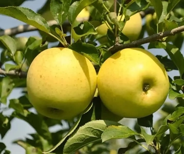 خرید بیش از ۳۶۰۰ تن سیب از باغداران آذربایجان‌غربی به ارزش ۶۵ میلیارد تومان