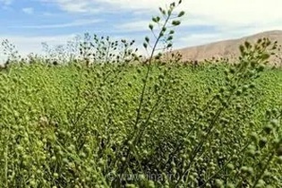 جهش ۵ برابری تولید کاملینا در فارس؛ کسب جایگاه سوم کشوری در کشت محصول راهبردی