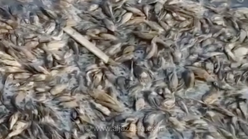 هزاران ماهی مرده در رودخانه‌ای در اندونزی بر اثر خشکسالی