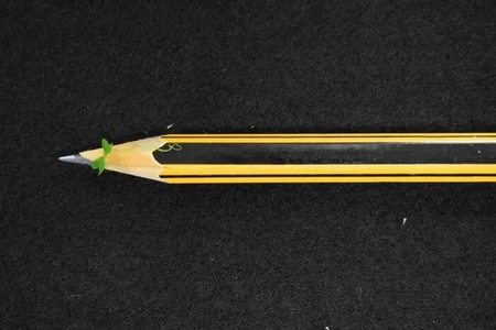 معرفی کوچکترین گیاه گلدار جهان: عدسک آبی