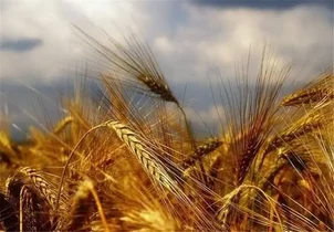 پیش‌بینی تولید 480 هزار تن گندم در استان مرکزی