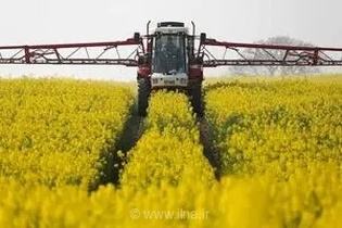 برداشت موفقیت‌آمیز ۹۰۰ تن کلزا در استان مرکزی؛ گامی بلند در مسیر خودکفایی و امنیت غذایی کشور