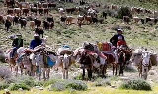 تخلیه مراتع ییلاقی اصفهان تا ۱۵ مهر؛ برای احیای پوشش گیاهی