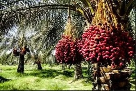 بحران در نخلستان‌های جنوب کرمان؛ خشکسالی و هزینه‌های تولید، کام باغداران را تلخ کرد
