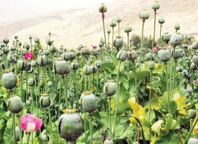 تصویب کشت شقایق الیفرا برای تامین نیازهای دارویی کشور