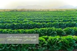 راهنمای جامع خرید کاهو صادراتی با کیفیت ممتاز و قیمت رقابتی از هلدینگ کشت و صنعت زاگرس