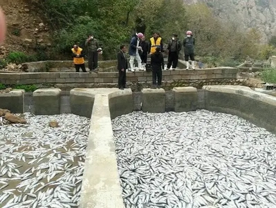 ایران در تولید قزل‌آلای رنگین‌کمان پیشتاز جهان/ سهم ۳۰ درصدی