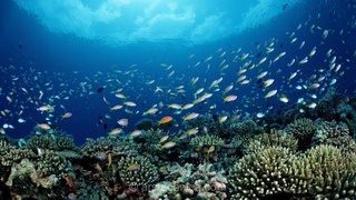سازمان ملی اقیانوسی و جوی آمریکا (NOAA) منافع ماهیگیری تجاری را بر حفاظت از محیط زیست ترجیح می‌دهد