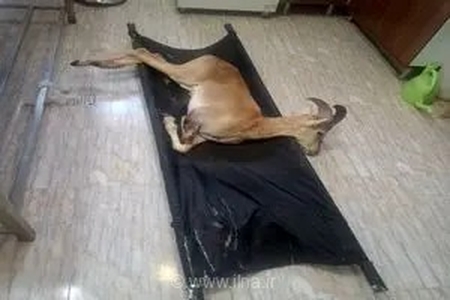 عملیات نجات نفس‌گیر؛ قوچ وحشی زخمی در خنداب پس از جراحی تخصصی از مرگ حتمی نجات یافت