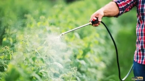آفتکش‌های ممنوعه، قاچاق، تقلبی و تاریخ گذشته توقیف می شوند