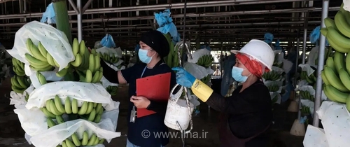 طرح چهارساله برای مقابله با کار اجباری در فیلیپین آغاز شد