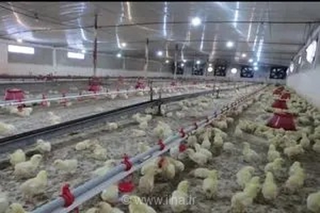ثبت رکورد جوجه‌ریزی یک میلیون و ۸۷۰ هزار قطعه‌ای در واحدهای مرغ گوشتی شهرستان آمل در تیرماه