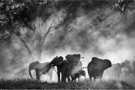 ورنر هرتزوگ قرارداد توزیع خانگی فیلم مستند 'فیل‌های شبح‌وار' را با Buffalo 8 منعقد کرد