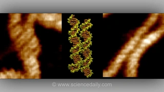 مشاهده مستقیم فرآیند اتصال دو رشته DNA برای اولین بار