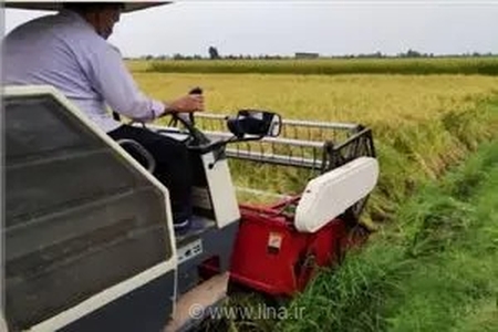 آغاز فصل برداشت برنج در میاندورود؛ پیش‌بینی تولید ۵۰ هزار تن محصول در شالیزارهای شهر سورک