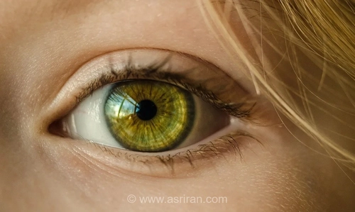 نقشه کامل چشم انسان؛ بررسی وظیفه و مکانیسم 15 جزء اصلی چشم (اینفوگرافیک)