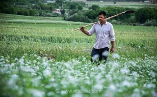 سود گشنیز نهاوند به دست دلالان؛ کشاورزان همچنان در مضیقه