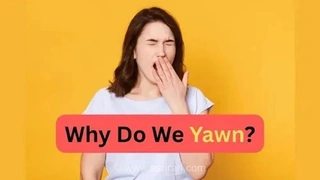 علم پشت خمیازه: چرا این واکنش ناخودآگاه را تجربه می‌کنیم؟