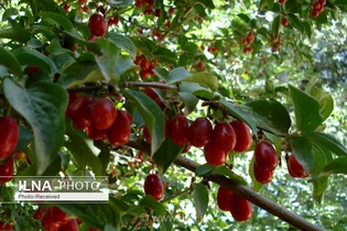تبدیل زغال‌اخته کلیبر به برند ملی و بین‌المللی با تکمیل زنجیره ارزش در منطقه ارسباران