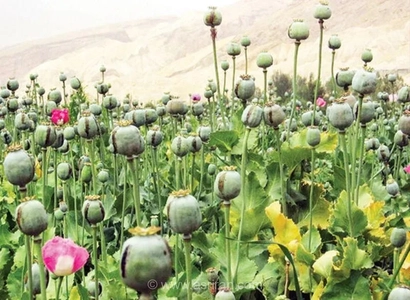 کشت خشخاش غیر قانونی ۴ برابر شد