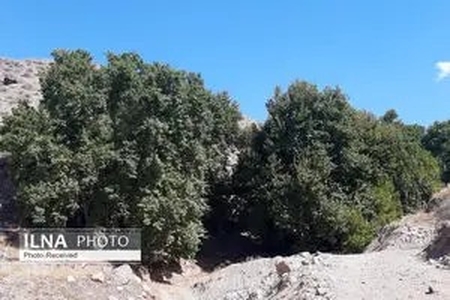 حفاظت از درختان کهنسال و مقابله با ساخت‌وسازهای غیرمجاز در اولویت قرار گیرد