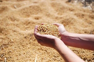 کشف محموله ۲۶ تنی سویای نامرغوب به ارزش ۳۲ میلیارد ریال در کرمانشاه
